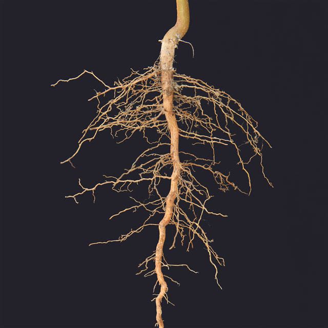 A single plant root spreading downwards